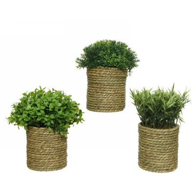 Plant no in pot polyester gree