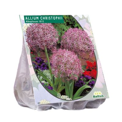 Allium albopilosum christophii