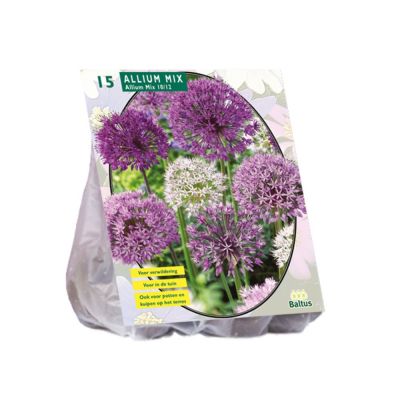Allium mix paars-wit