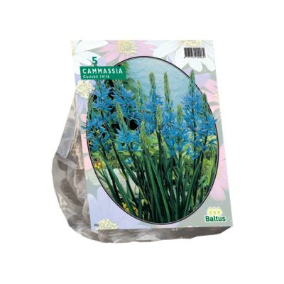 Camassia cusickii