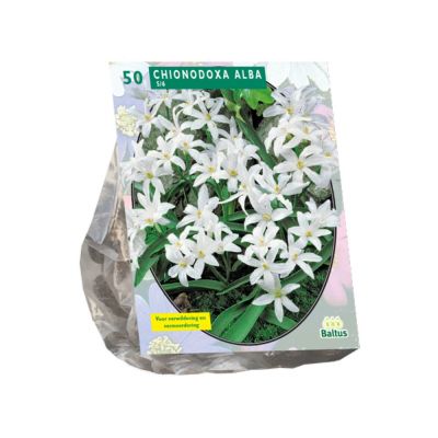 Chionodoxa alba