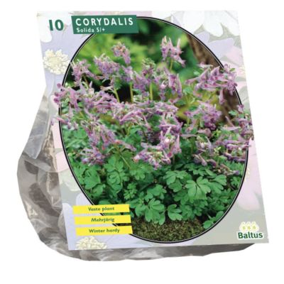 Corydalis solida