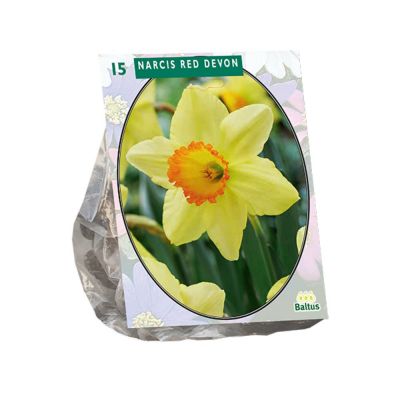Narcis red devon