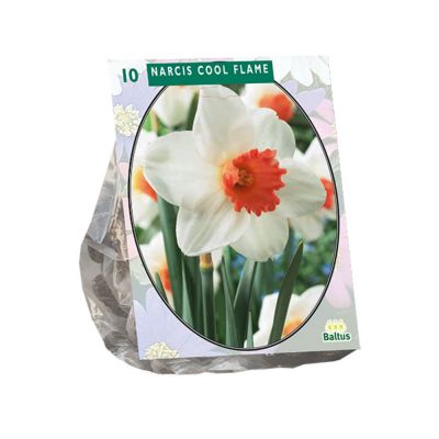 Narcis cool flame