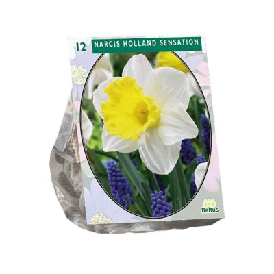 Narcis holland sensation