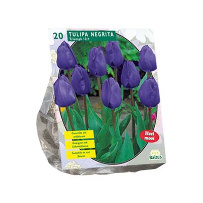 Tulipa negrita, triumph