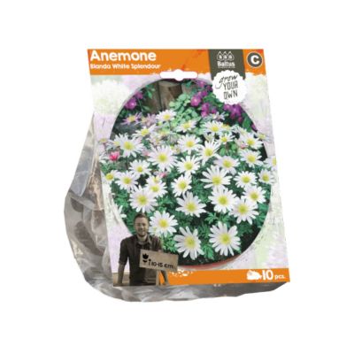 Anemone blanda white splendour