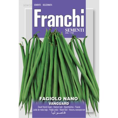 Fagiolo nano vanguard 