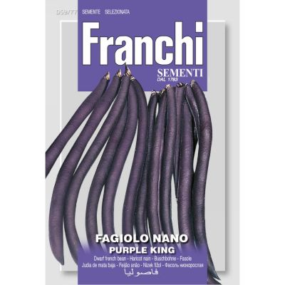 Fagiolo nano purple king 