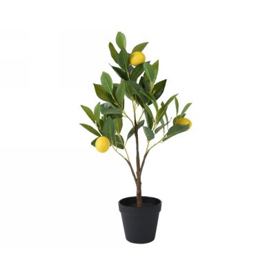 Plant lemon in pot polyester