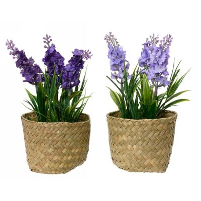 Hyacinth hyacinth in pot foam,