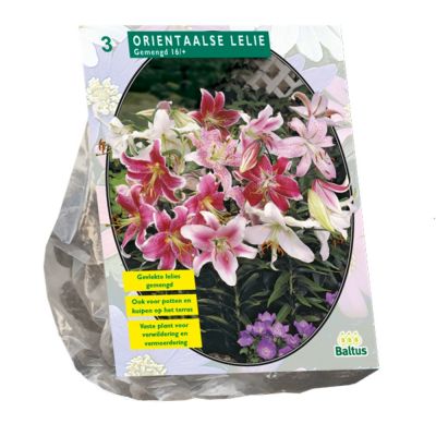 Lilium Oriental Mix x3