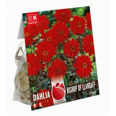 Bulbo Dahlia Bishop of Llandaff