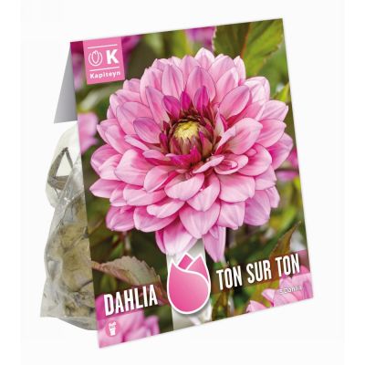 Bulbi Dahlia ton-sur-ton
