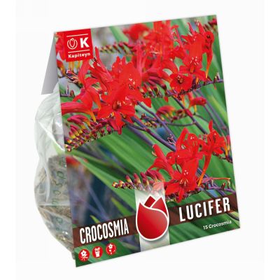 Bulbi Crocosmia Lucifer