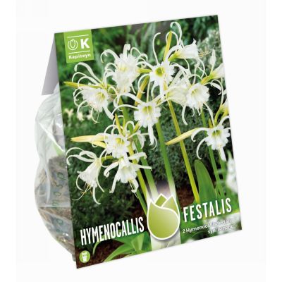 Bulbi Hymenocallis festalis syn. Ismene