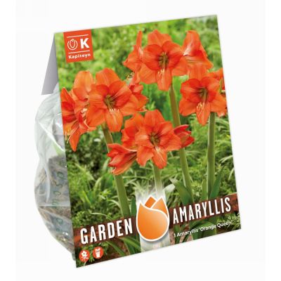 Amaryllis orange queen
