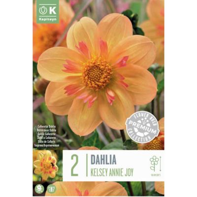 Bulbi Dahlia collarette Kelsey Annie Joy