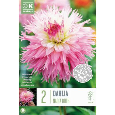 Bulbi Dahlia fimbriata Nadia Ruth