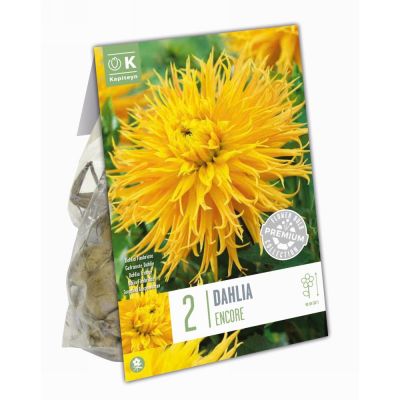Bulbi Dahlia fimbriata Encore
