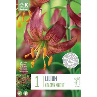 Lilium martagon arabian knight