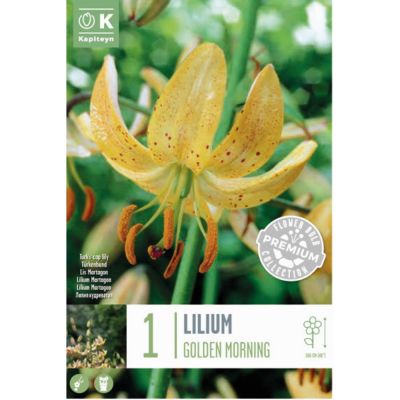 Lilium martagon golden morning