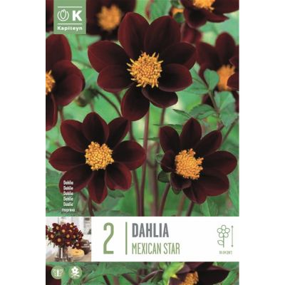 Bulbi Dahlia Mexican Star