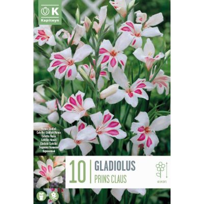 Bulbi Gladiolus nanus Prins Claus