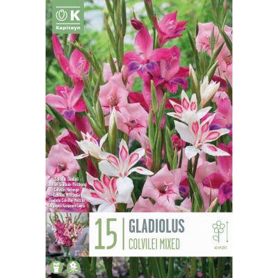 Bulbi Gladiolus colvilleii Mixed