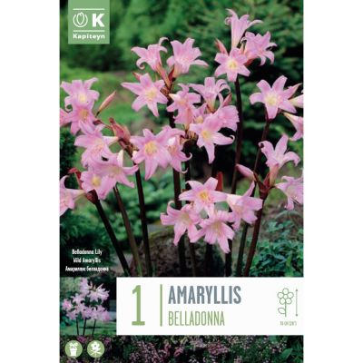 Amaryllis bella donna