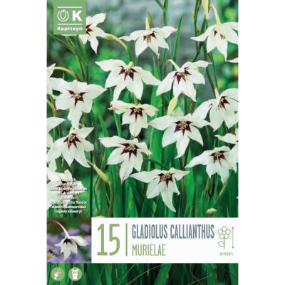 Bulbi Gladiolus callianthus Murielae
