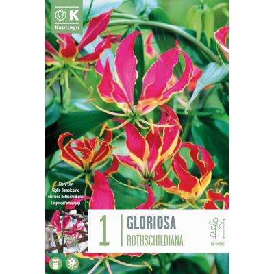Gloriosa rothschildiana
