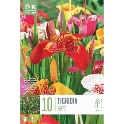 Tigridia pavonia mixed