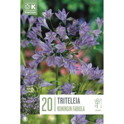 Triteleia Koningin Fabiola – Eleganza e Raffinatezza in Fiore
