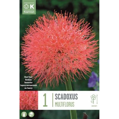 Scadoxus multiflorus syn.haem