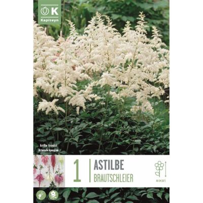 Astilbe brautschleier