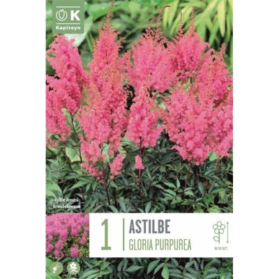 Astilbe gloria purpurea