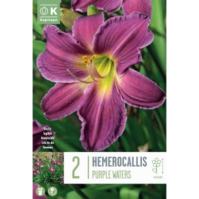 Bulbi Hemerocallis Purple Waters