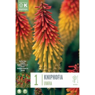 Bulbo Kniphofia uvaria syn.tritoma