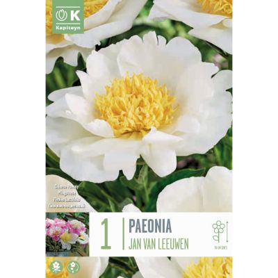 Bulbo Paeonia Jan van Leeuwen