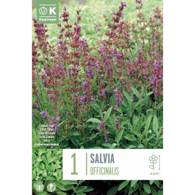 Salvia officinalis
