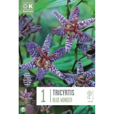 Bulbo Tricyrtis blue wonder