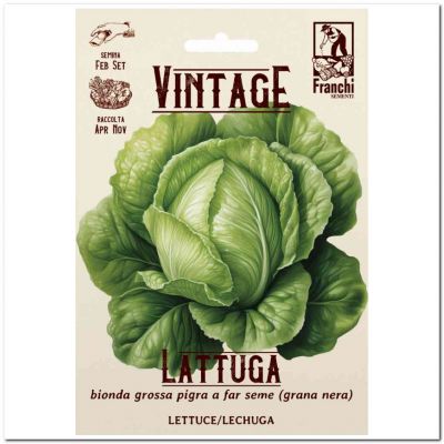 Lattuga bionda