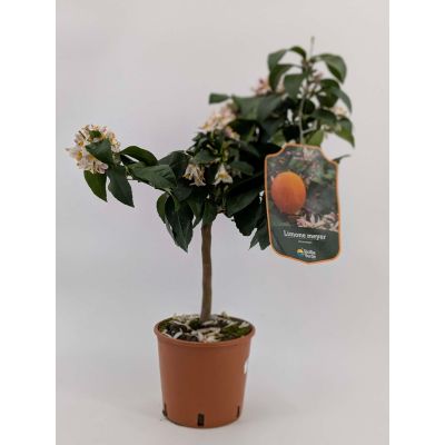 Limone Meyer agrume pianta v. 15