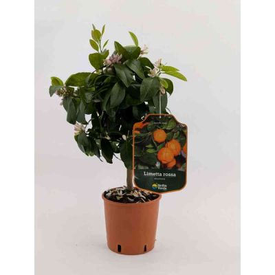 Limetta rossa agrume pianta v. 15