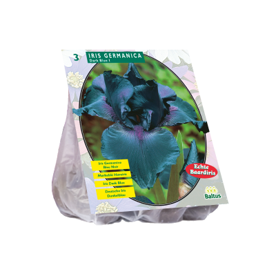 Iris germanica, donkerblauw