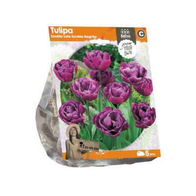 Tulipani double late double negrita x 5 bulbi
