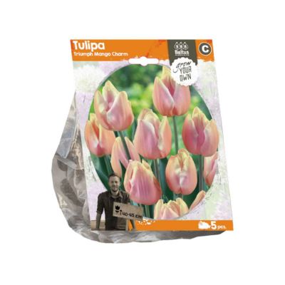 Tulipano triumph mango charm