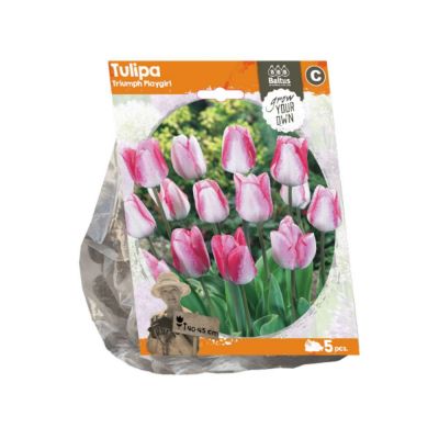 Tulipani triumph playgirl