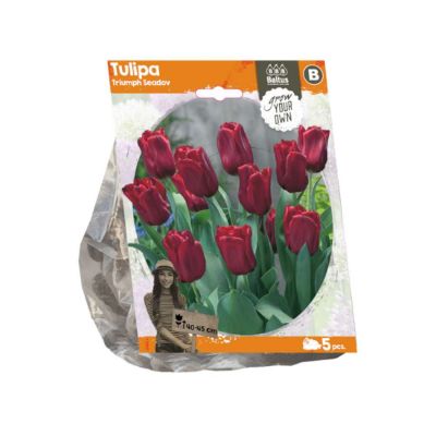 Tulipani triumph seadov